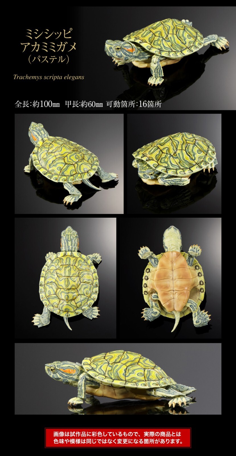 The Diversity of Life on Earth Advance Turtle 02 w/ Display Stand Bandai Online
